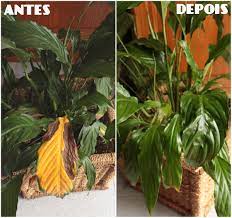 Hoje para jantar ...: Truque para limpar plantas