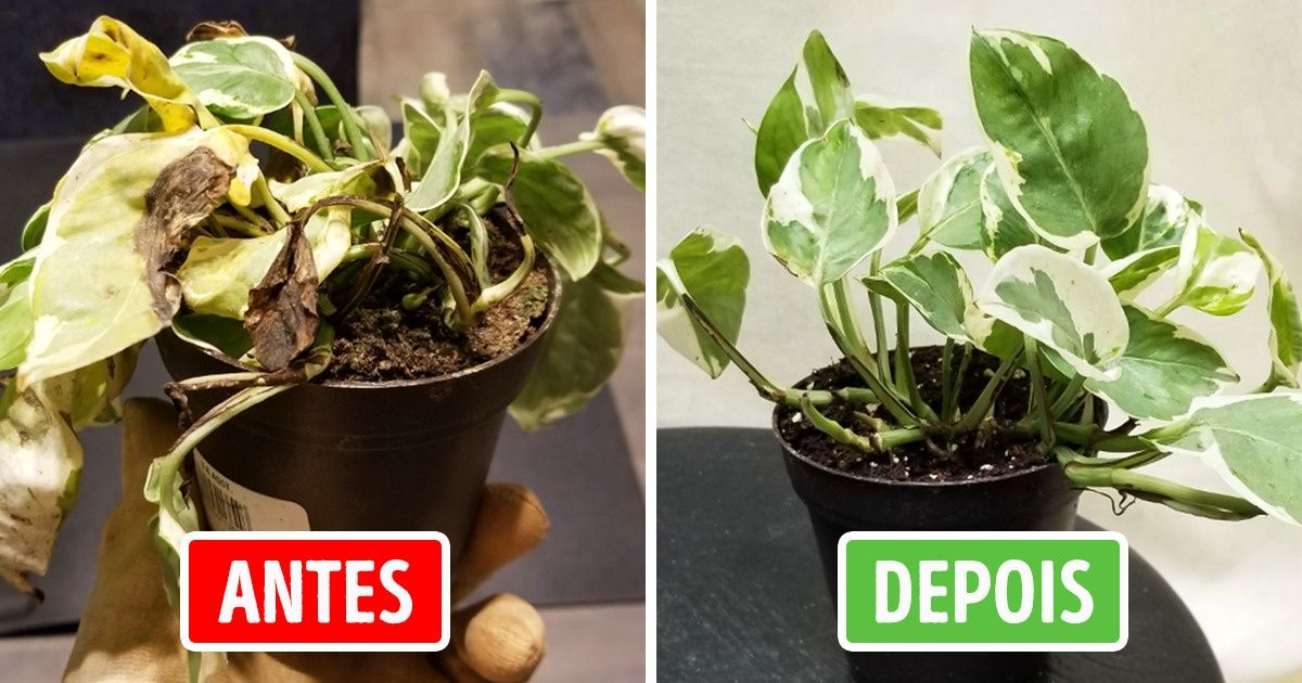 15+ Maneiras de salvar uma planta “morta”, mesmo que você não tenha mão boa  para isso / Incrível