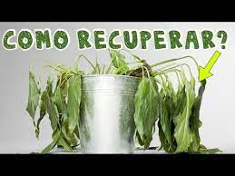 Como RECUPERAR PLANTAS MURCHAS e outras DÚVIDAS do INSTAGRAM - YouTube