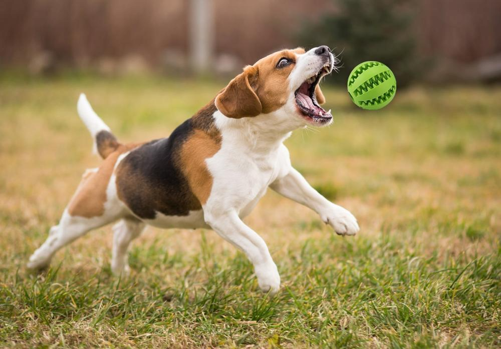 Bola de petiscos interativo para cães https://haveall.com.br/products/bola-de-petiscos-interativo-para-c%C3%A3es