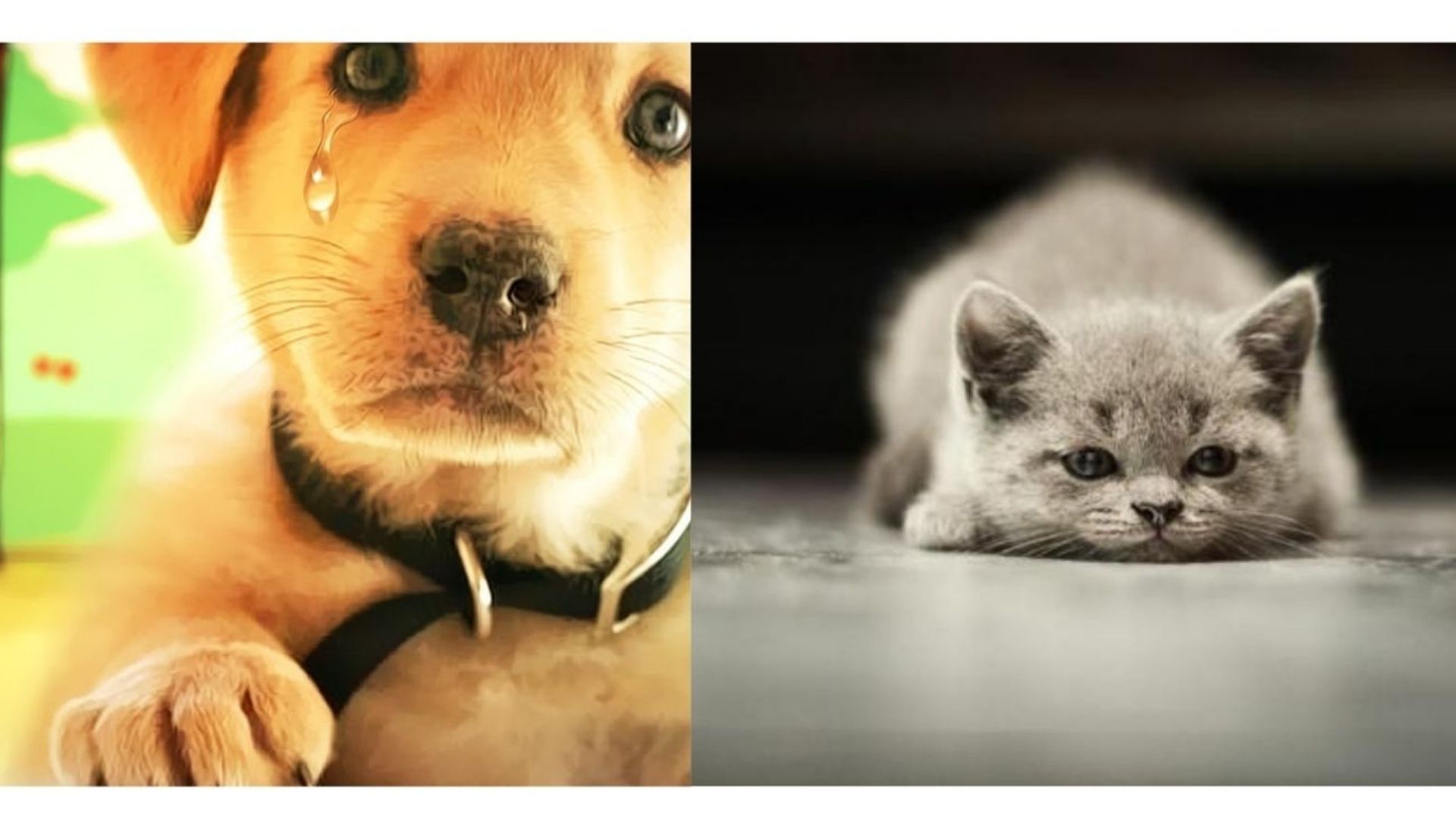 Brinquedo,cachorros,gato,cat,dog ,pet,acessórios para animais de estimação