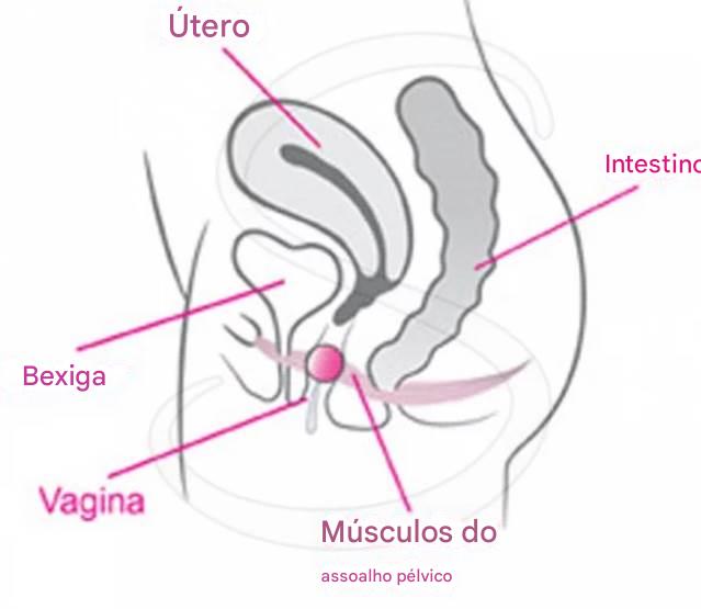 ovo yoni assoalho pélvico