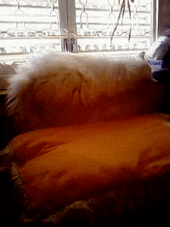 Resultado de imagem para gato branco na janela telada